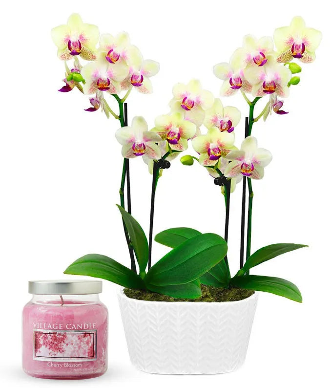 Orchid Duo &amp; Cherry Blossom Candle Bundle