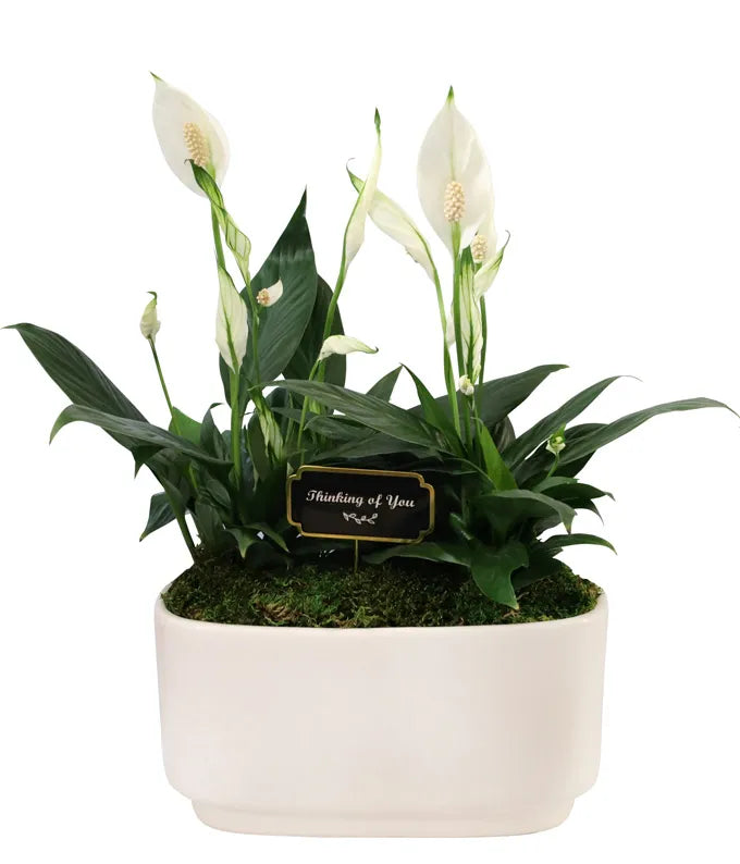 Thinking of You Peace Lily Duo