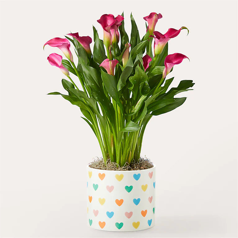 Pink Calla Lily Heart Plant