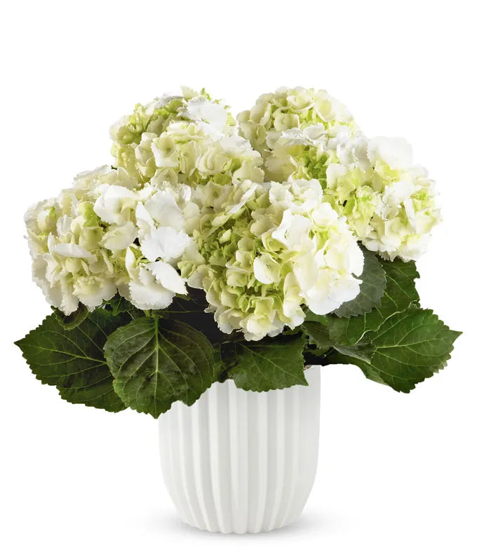 Modern White Hydrangea