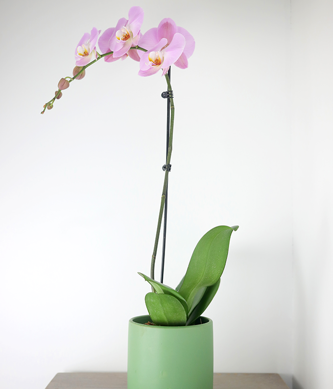 Mother&#39;s Day Pink Orchid