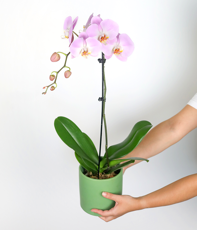 Pink Orchid