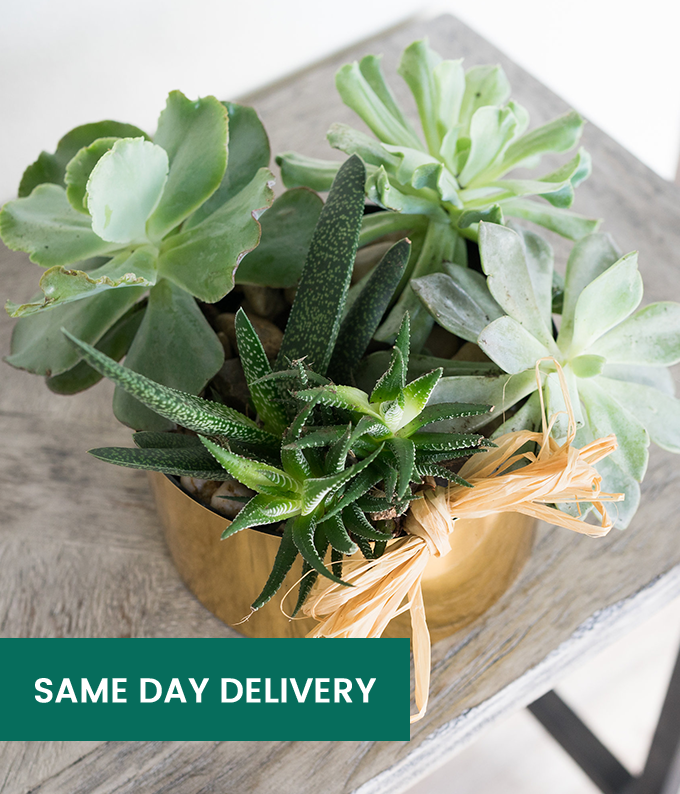 Mother&#39;s Day Succulent Dish Garden