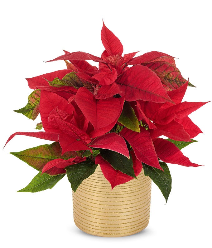 Gold Shimmer Holiday Poinsettia