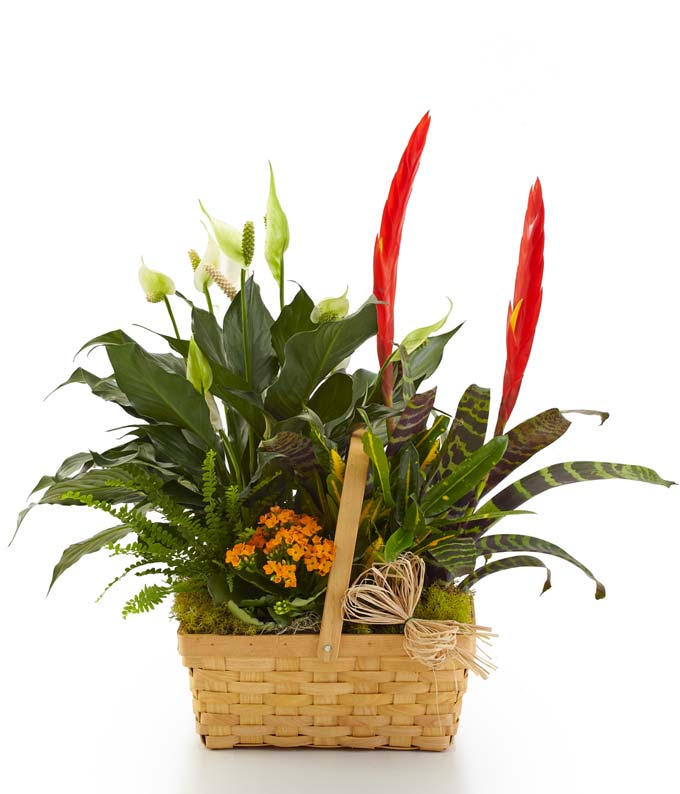 Bountiful Dish Garden Basket