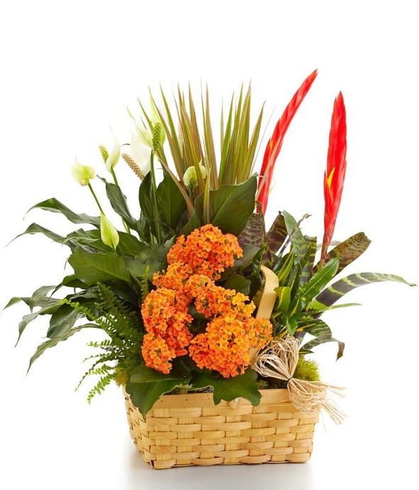 Large Blooming Dish Garden Basket