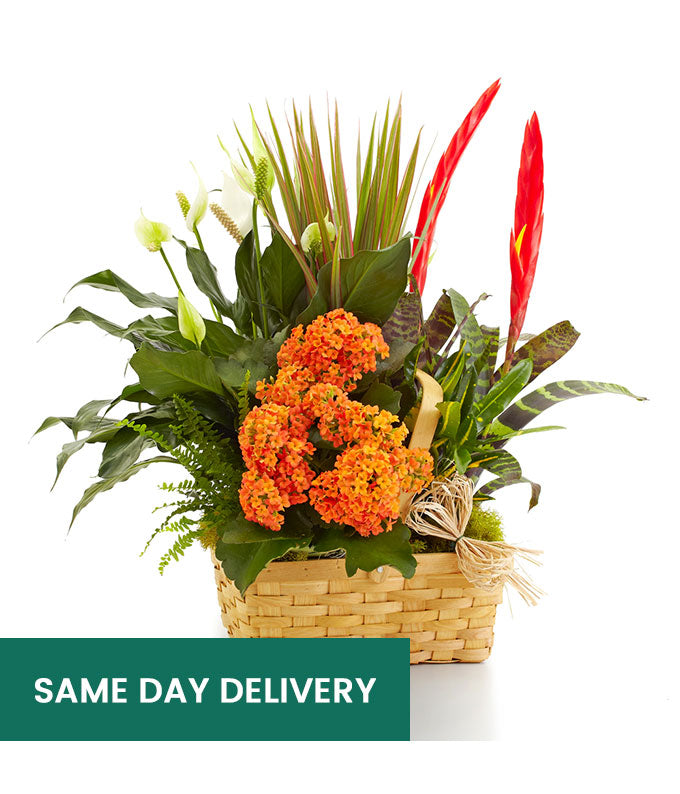 Large Blooming Dish Garden Basket