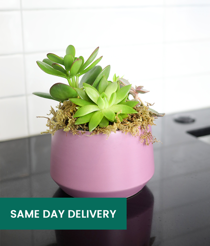 Sweet Succulent Plant