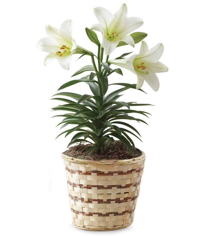 Flowering Lily Plant