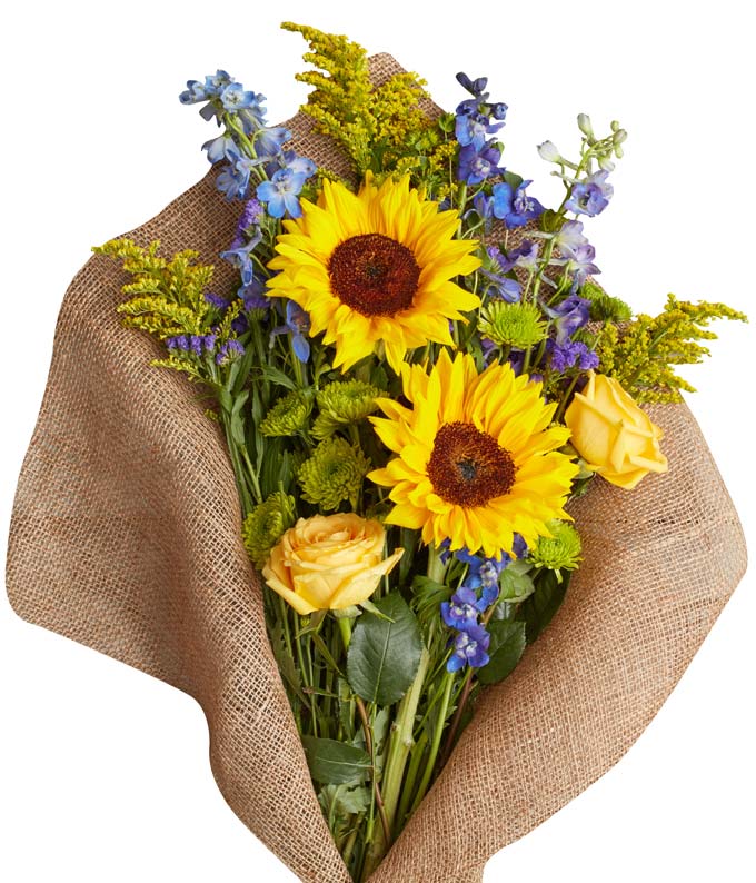 Sapphire and Sunflowers