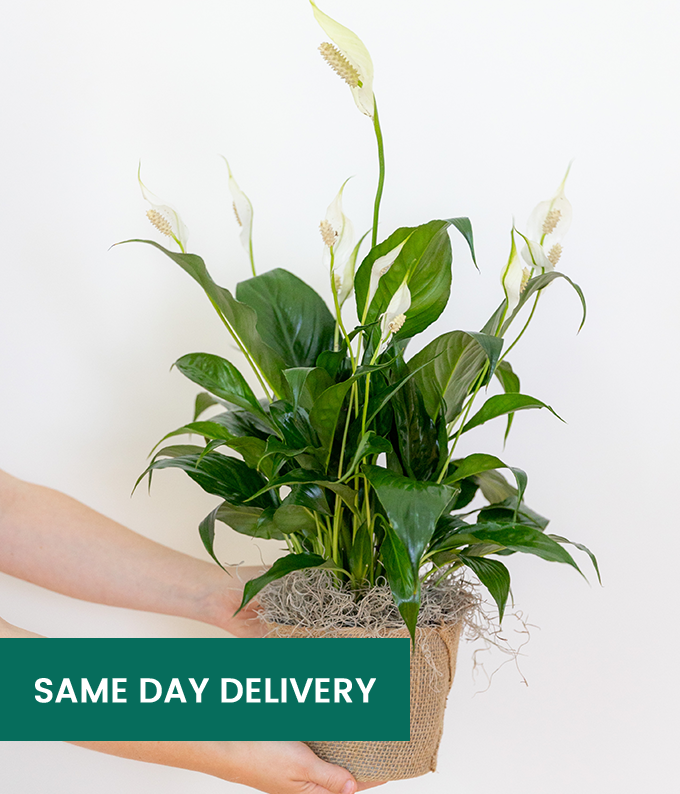Stunning Peace Lily Plant