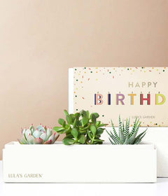 happy birthday succulents by lula's garden Lula's Garden Birthday Triune Succulent Box