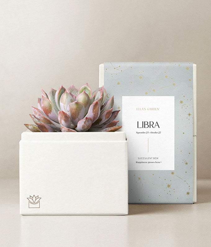 Lula&#39;s Garden Libra Bliss Succulent Garden