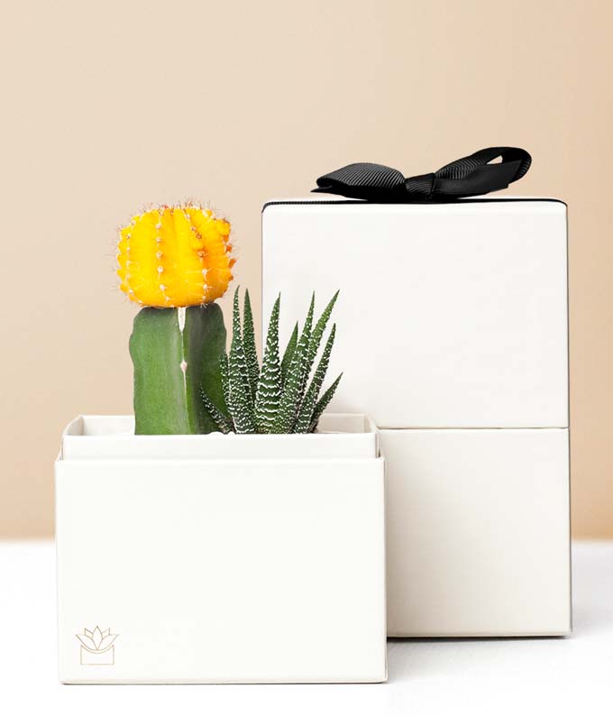 Get Well Plants SendPlants