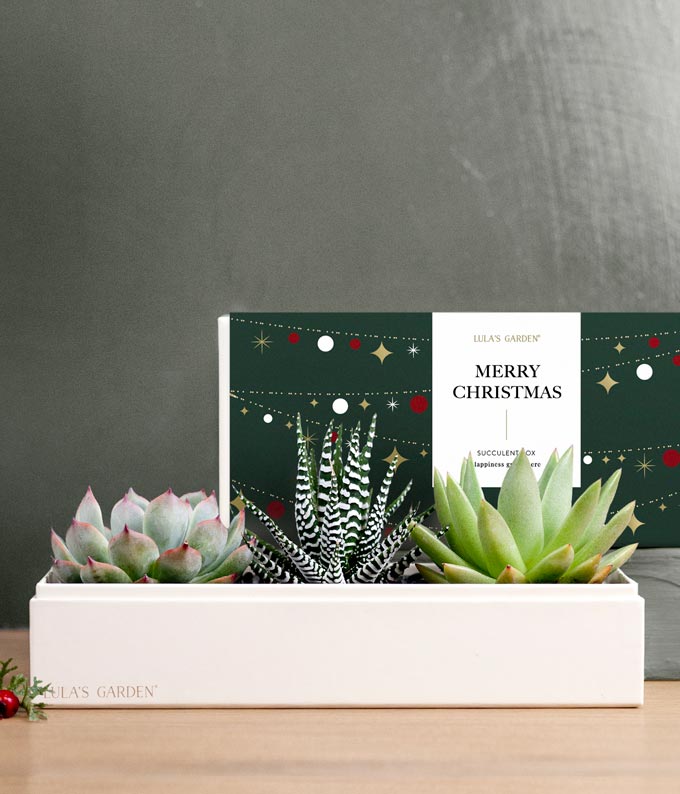 Very Merry Christmas Verdant Succulent Garden