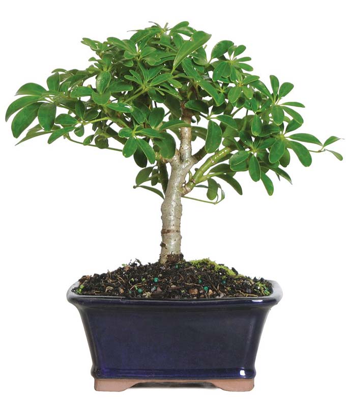hawaiian umbrella indoor bonsai tree Lush Umbrella Bonsai Planter