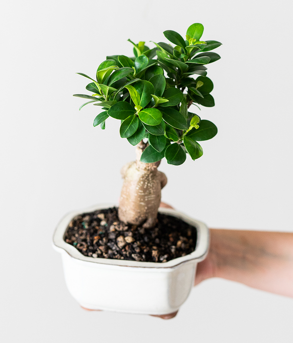 Ficus Ginseng Indoor Bonsai Tree SendPlants