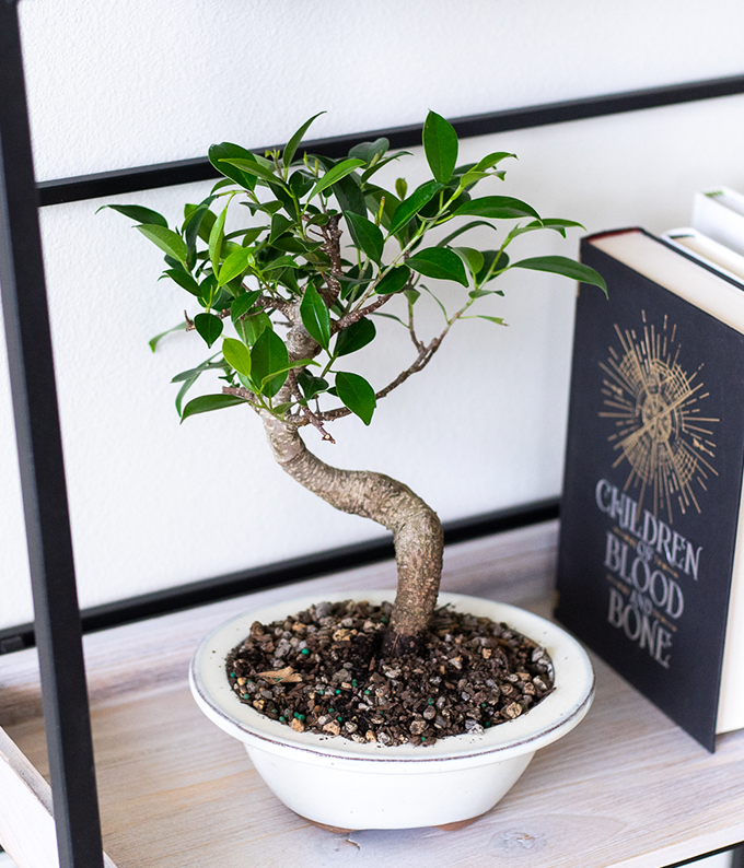 Ficus Indoor Bonsai Tree
