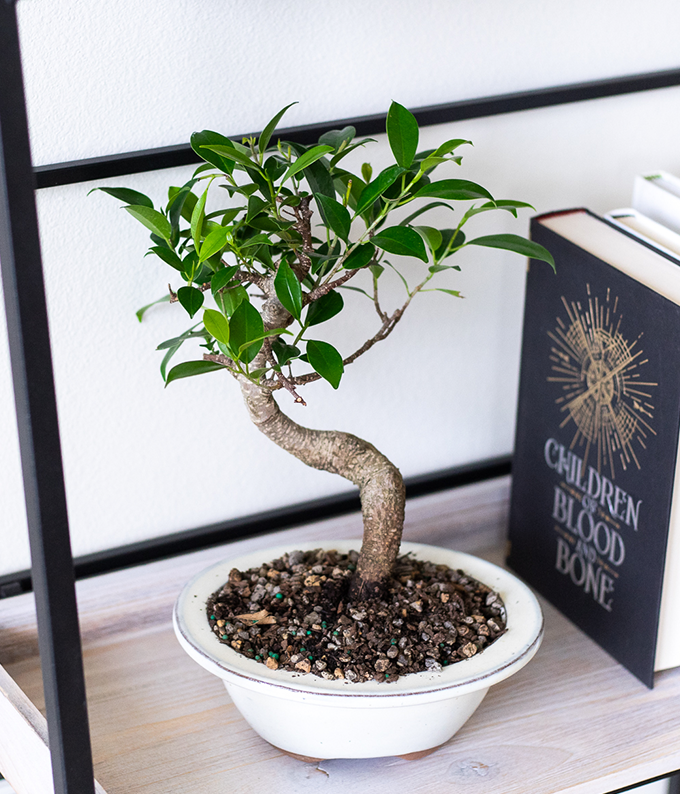 flowering bonsai tree indoor Ficus Indoor Bonsai Tree