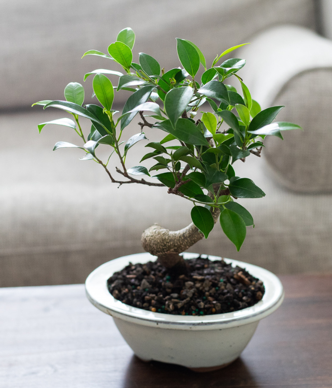 Ficus Indoor Bonsai Tree