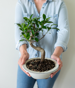 bonsai ficus indoor Ficus Indoor Bonsai Tree