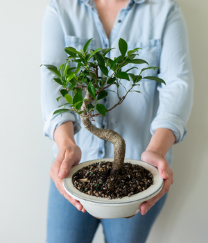 ficus bonsai tree indoor Ficus Indoor Bonsai Tree