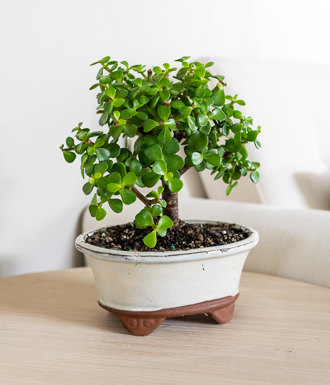 planta de jade bonsai Succulent Jade Bonsai Tree