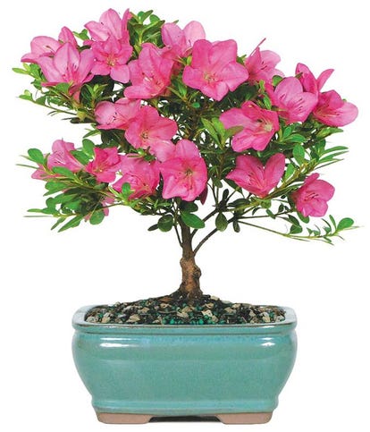 Mother&#39;s Day Pink Azalea Bonsai