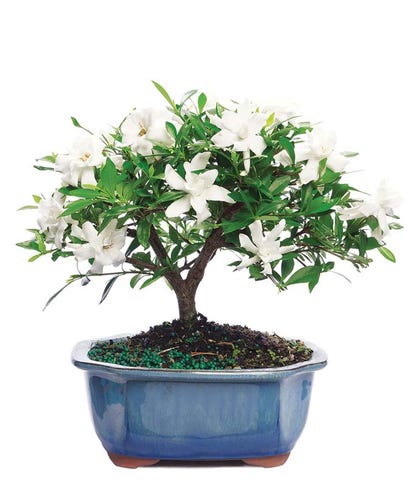 Mother's Day Gardenia Bonsai Potted Plant