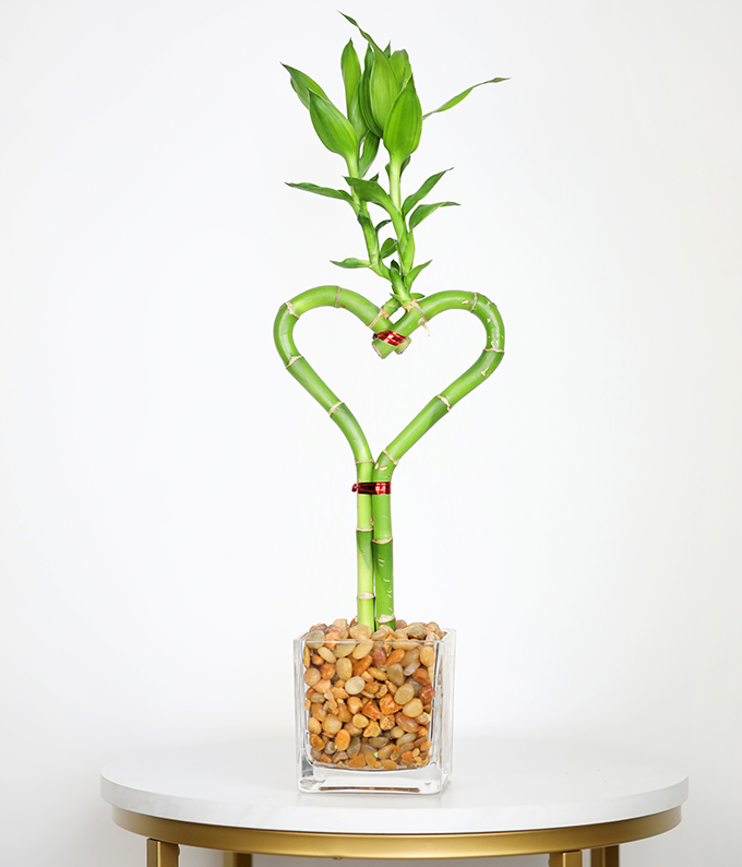 Heart Shaped Bamboo Plant
