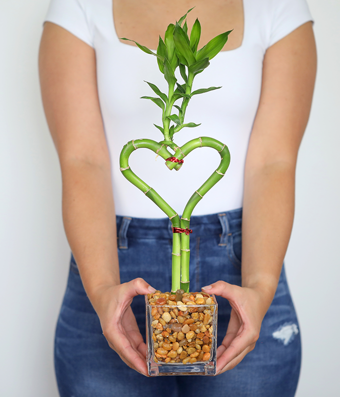 heart shape lucky bamboo Heart Shaped Bamboo Plant