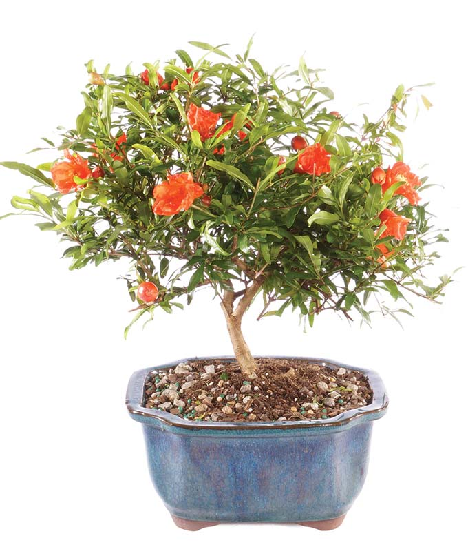 Mother&#39;s Day Pomegranate Bonsai Tree