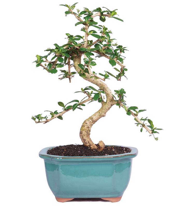 bonsai tree delivered Fukien Tea Bonsai Tree