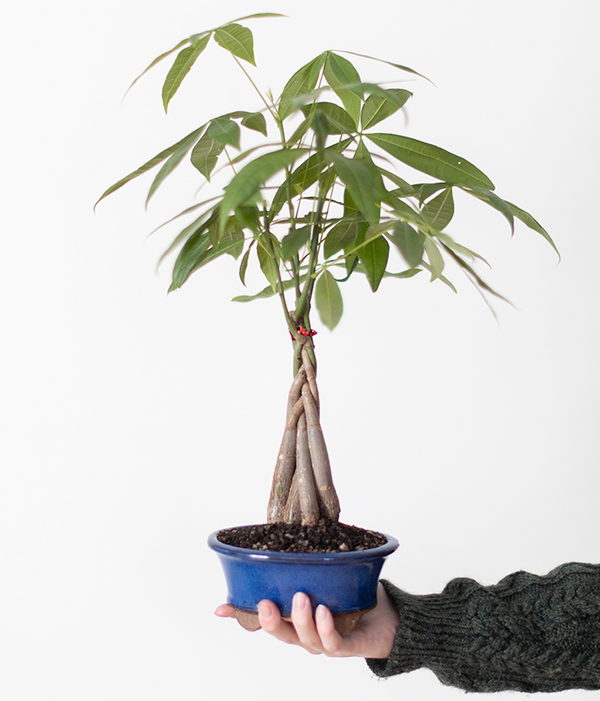 Money Tree Bonsai SendPlants