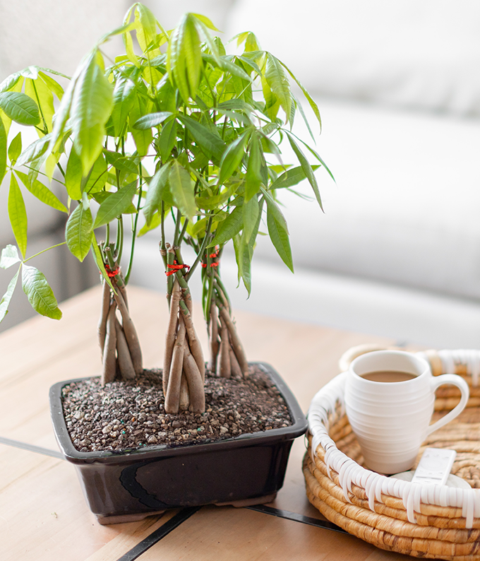 Bonsai braided money shop tree