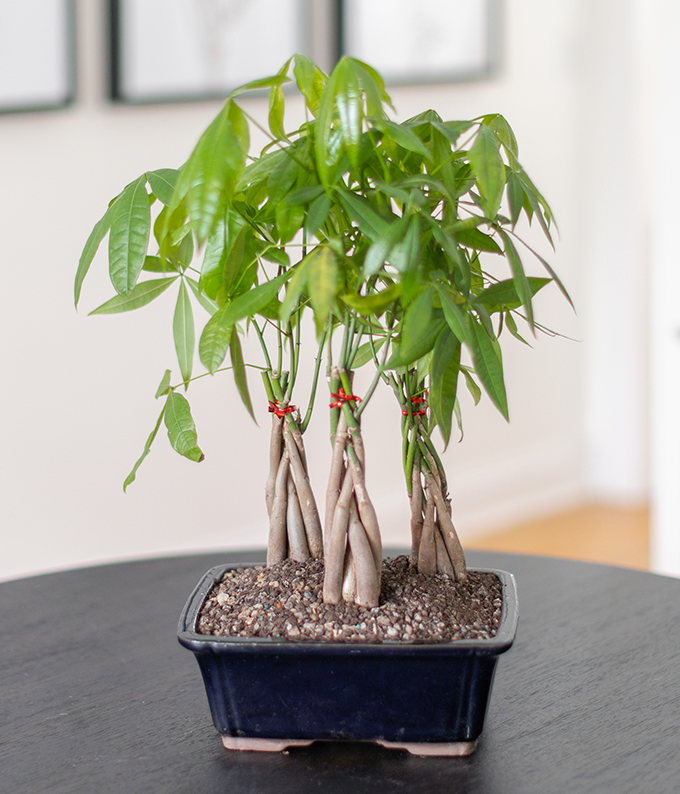 Braided money tree deals