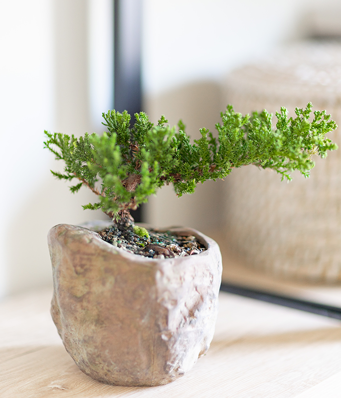 rock juniper bonsai tree care Juniper Bonsai in Rock Planter