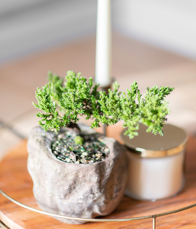 rock juniper bonsai tree for sale Juniper Bonsai in Rock Planter