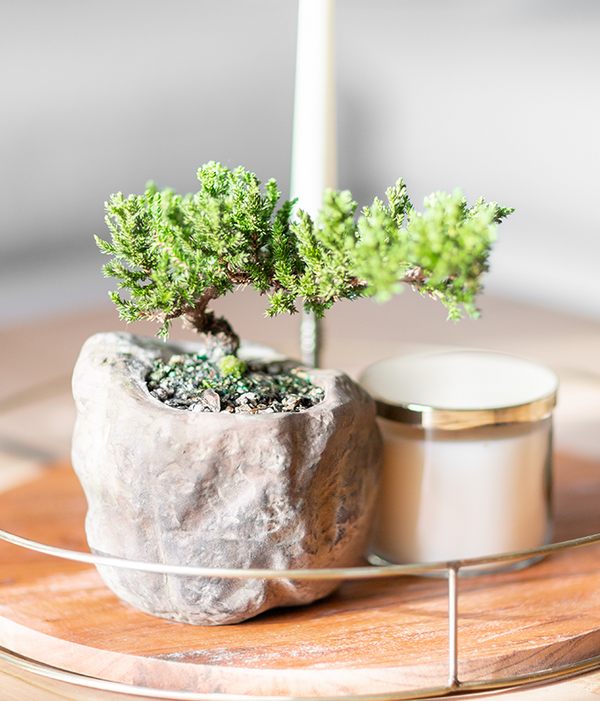 bonsai tree rock juniper Juniper Bonsai in Rock Planter