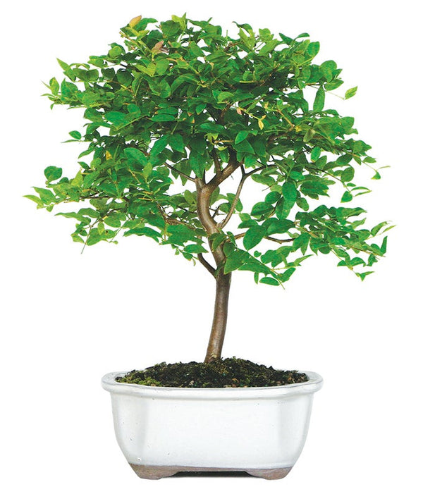 Jaboticaba Bonsai Tree - SendPlants