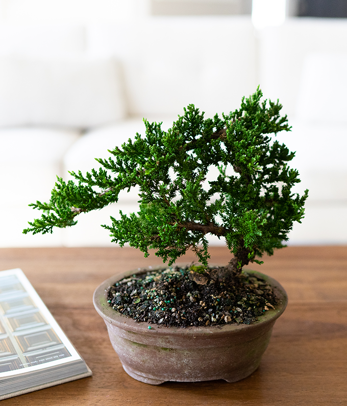 small juniper bonsai tree Arching Juniper Bonsai Tree