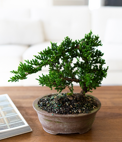 japanese juniper bonsai tree indoors Arching Juniper Bonsai Tree