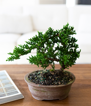 bonsai tree japanese juniper Arching Juniper Bonsai Tree
