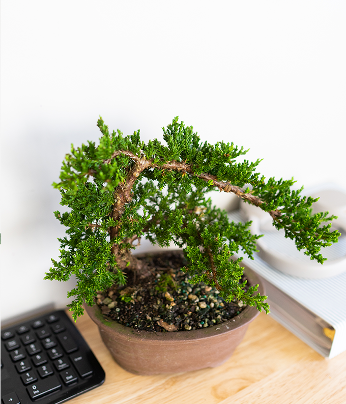 green mound juniper bonsai tree Arching Juniper Bonsai Tree