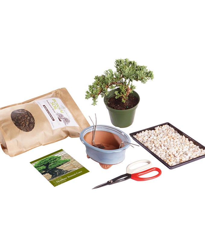 green mound juniper bonsai tree care Green Mound Juniper Bonsai Kit