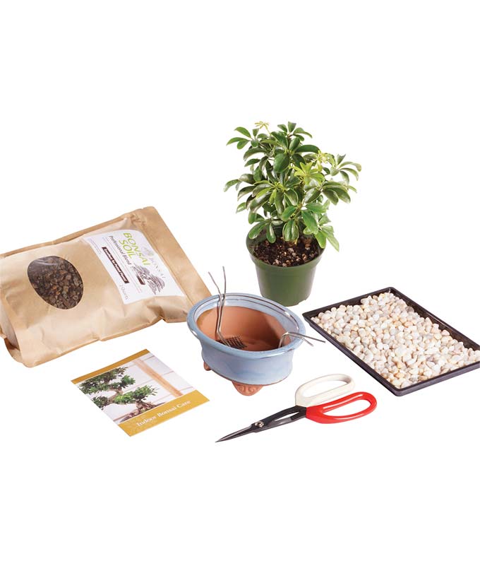 umbrella for potted plants Hawaiian Umbrella Bonsai Kit