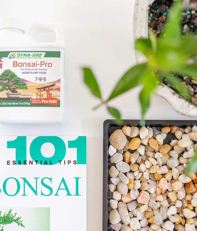 Gardenia Bonsai Complete Gift