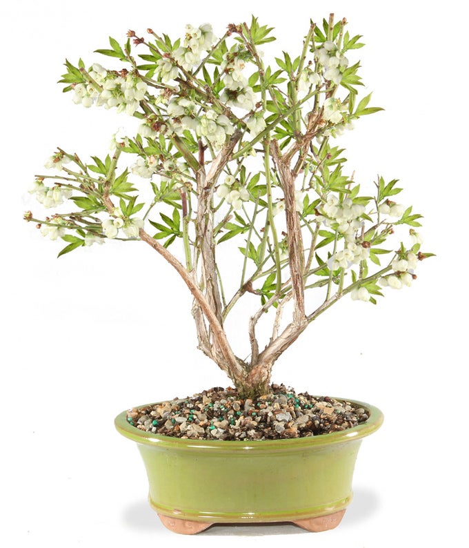 Dwarf Blueberry Outdoor Bonsai Tree