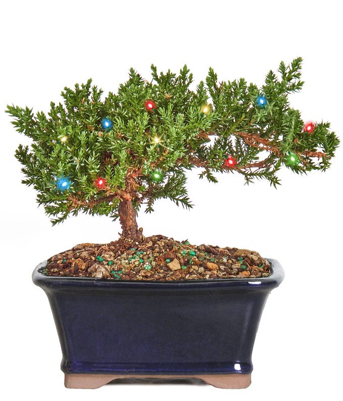 Christmas Juniper Bonsai