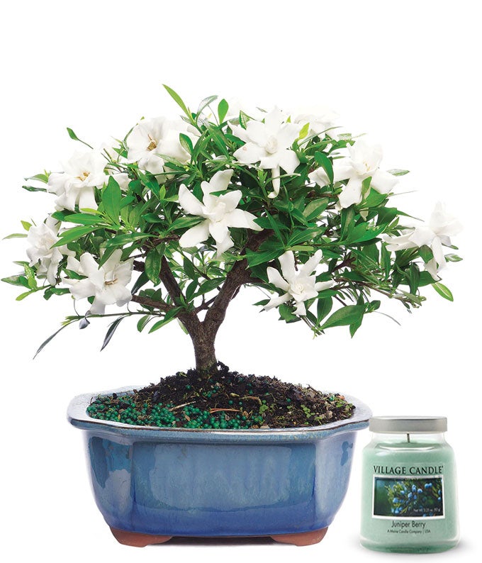 Gardenia Bonsai Potted Plant with Candle